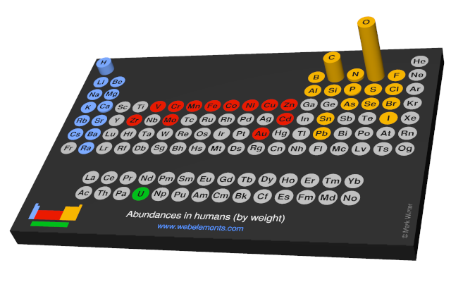 Image showing periodicity of the chemical elements for abundances in humans (by weight) in a 3D periodic table column style.