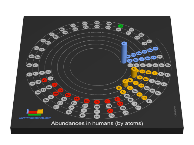 Image showing periodicity of the chemical elements for abundances in humans (by atoms) in a 3D spiral periodic table column style.